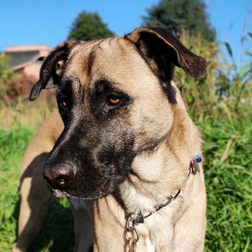 Zac - Guest Announcer